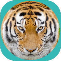 Tiger face image - QiGong Energy classes for Health Wellness Consciousness expansion - Online Wednesdays